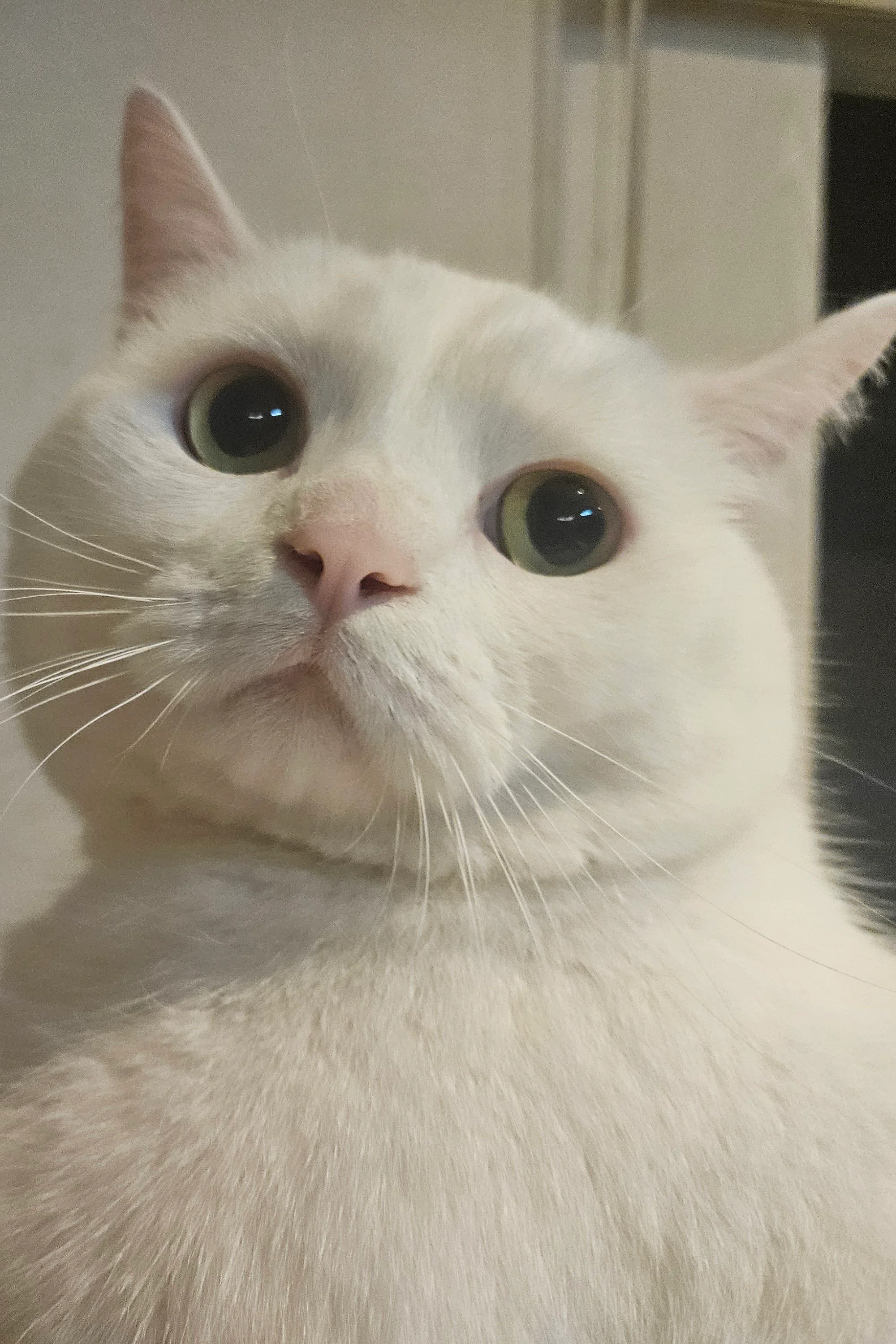 우물안 보송이